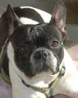 Bouledogue Franais prnomme CALINE en photo